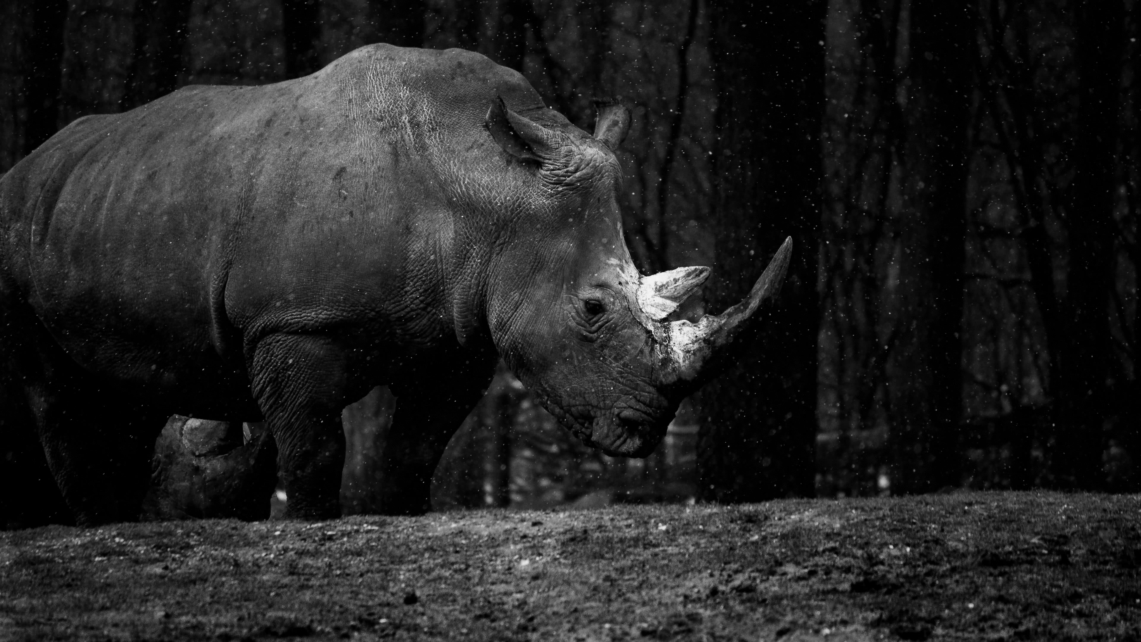 Rhino At The Royal Burgers Zoo UHD 4K Wallpaper | Pixelz