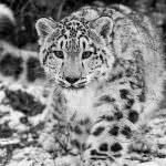 snow leopard 4k wallpaper