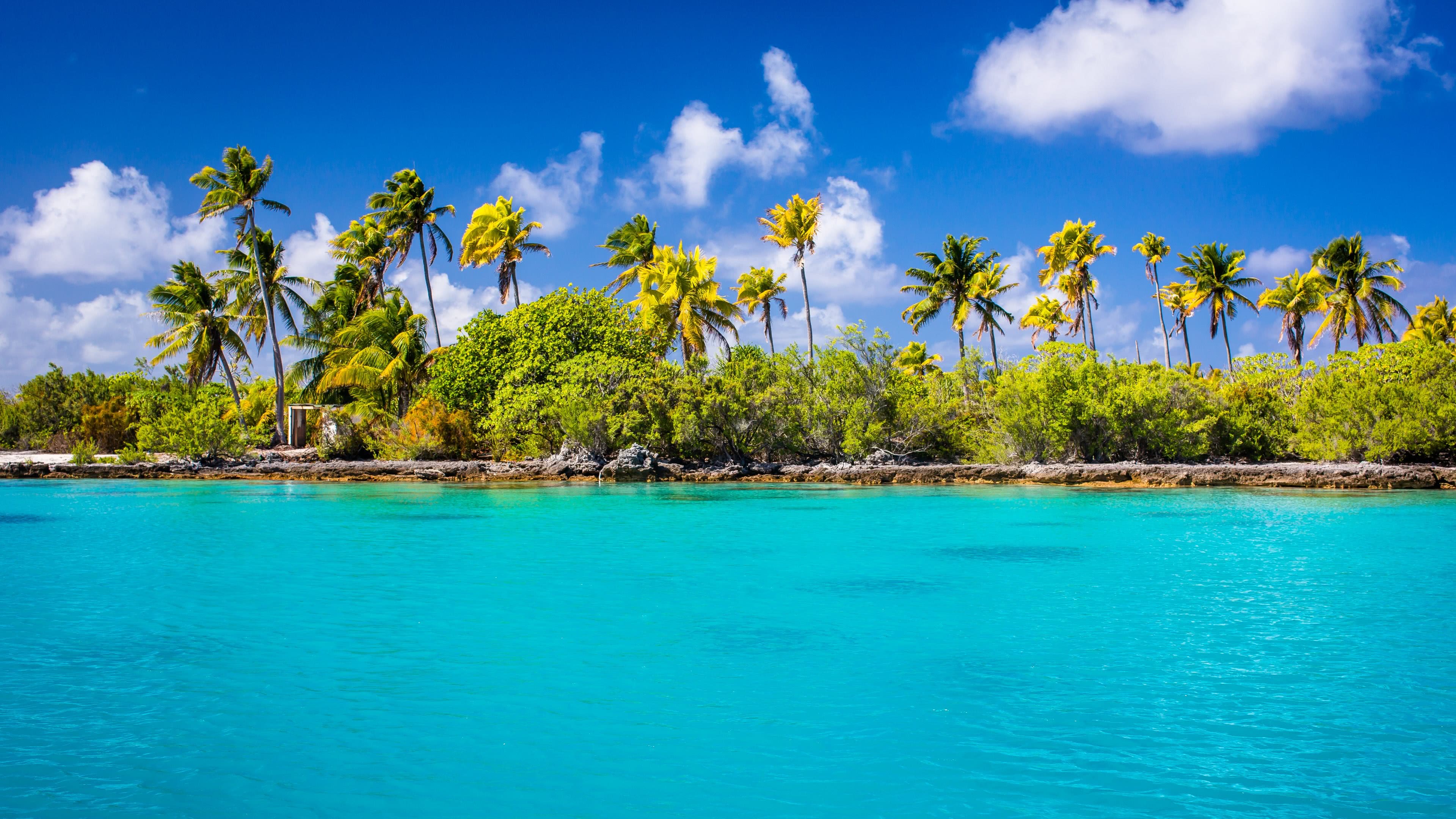 Exotic Ocean Beach With Palm Trees UHD 4K Wallpaper | Pixelz