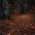 autumn leaves in dark forest uhd 8k wallpaper