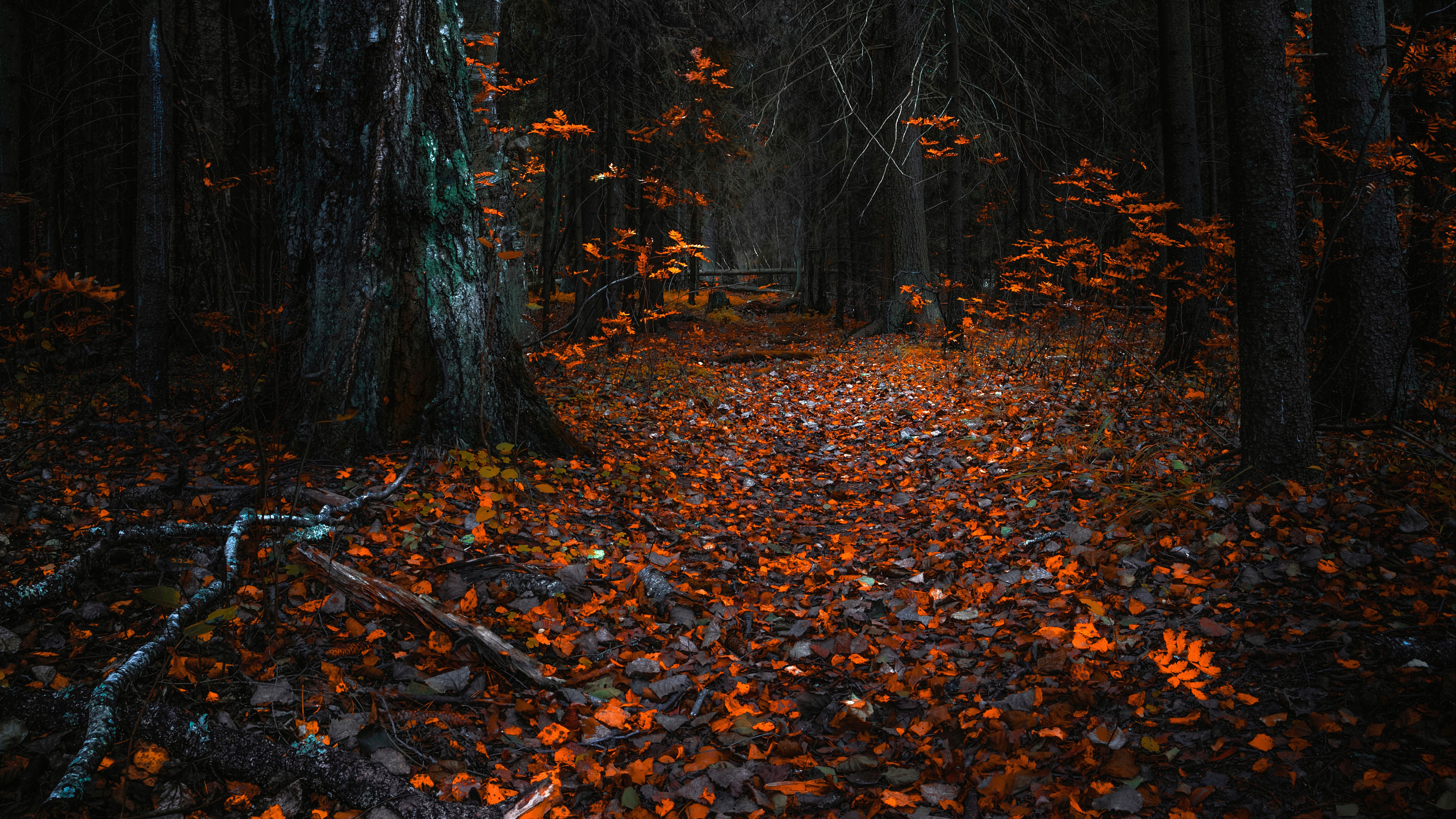 Autumn Leaves In A Dark Forest Uhd 8k Wallpaper Pixelz Cc