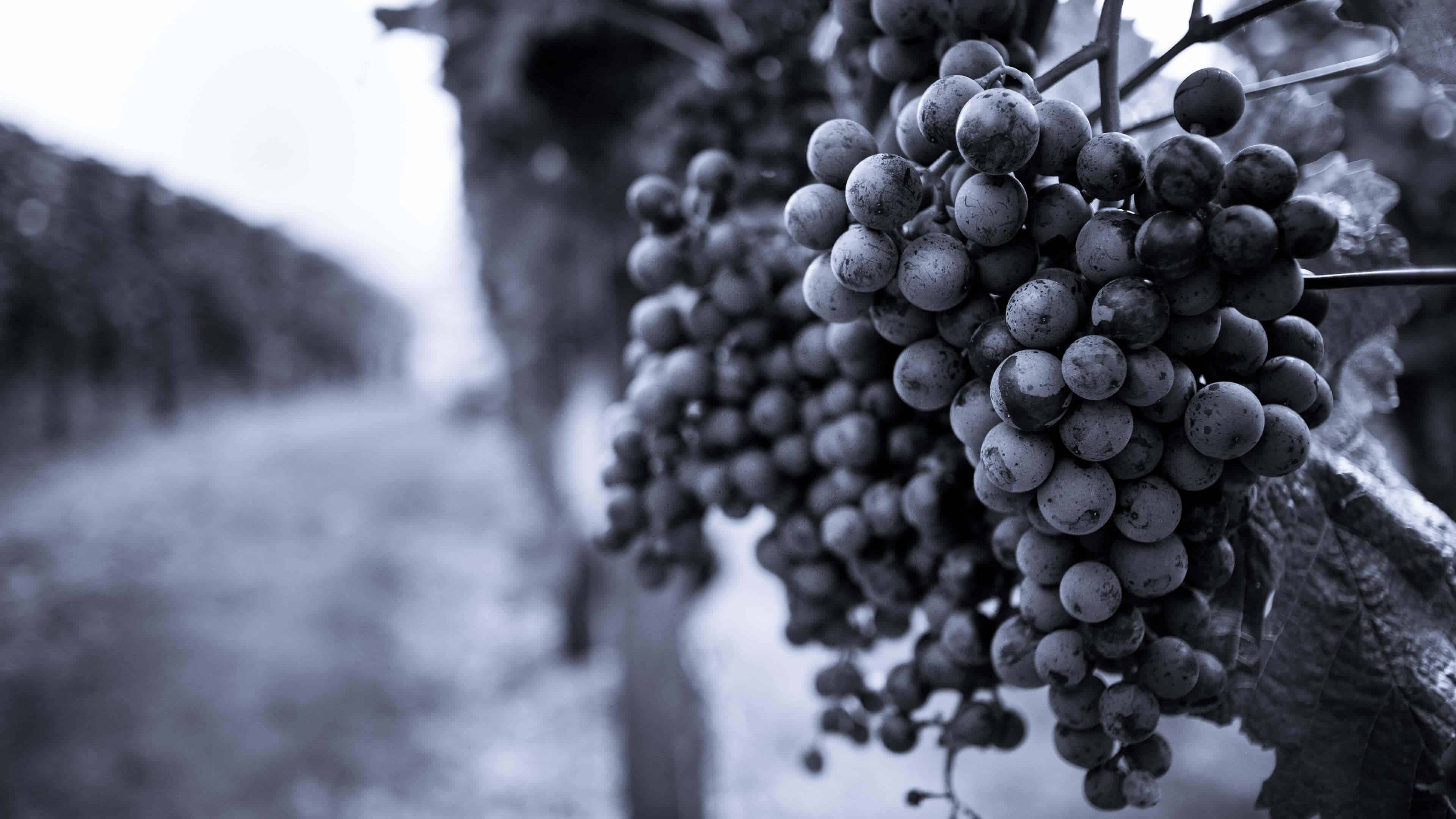 grapes on grapevine in vinyard black and white uhd 4k wallpaper