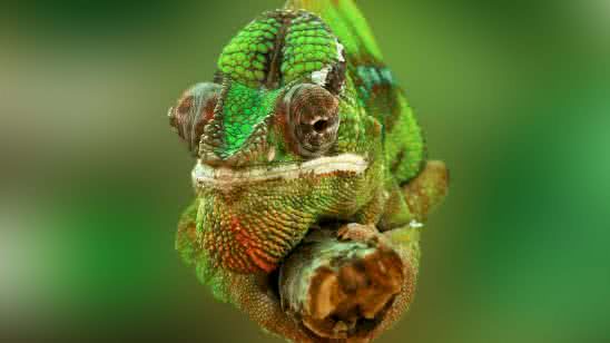 green chameleon on a branch uhd 4k wallpaper