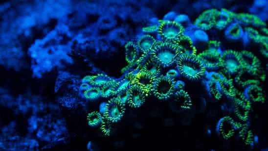 blue and green coral reef uhd 8k wallpaper