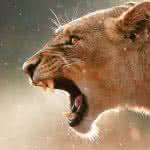angry female lion uhd 8k wallpaper