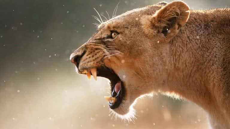 Angry Female Lion UHD 8K Wallpaper 