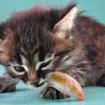 kitten eating a fish uhd 8k wallpaper