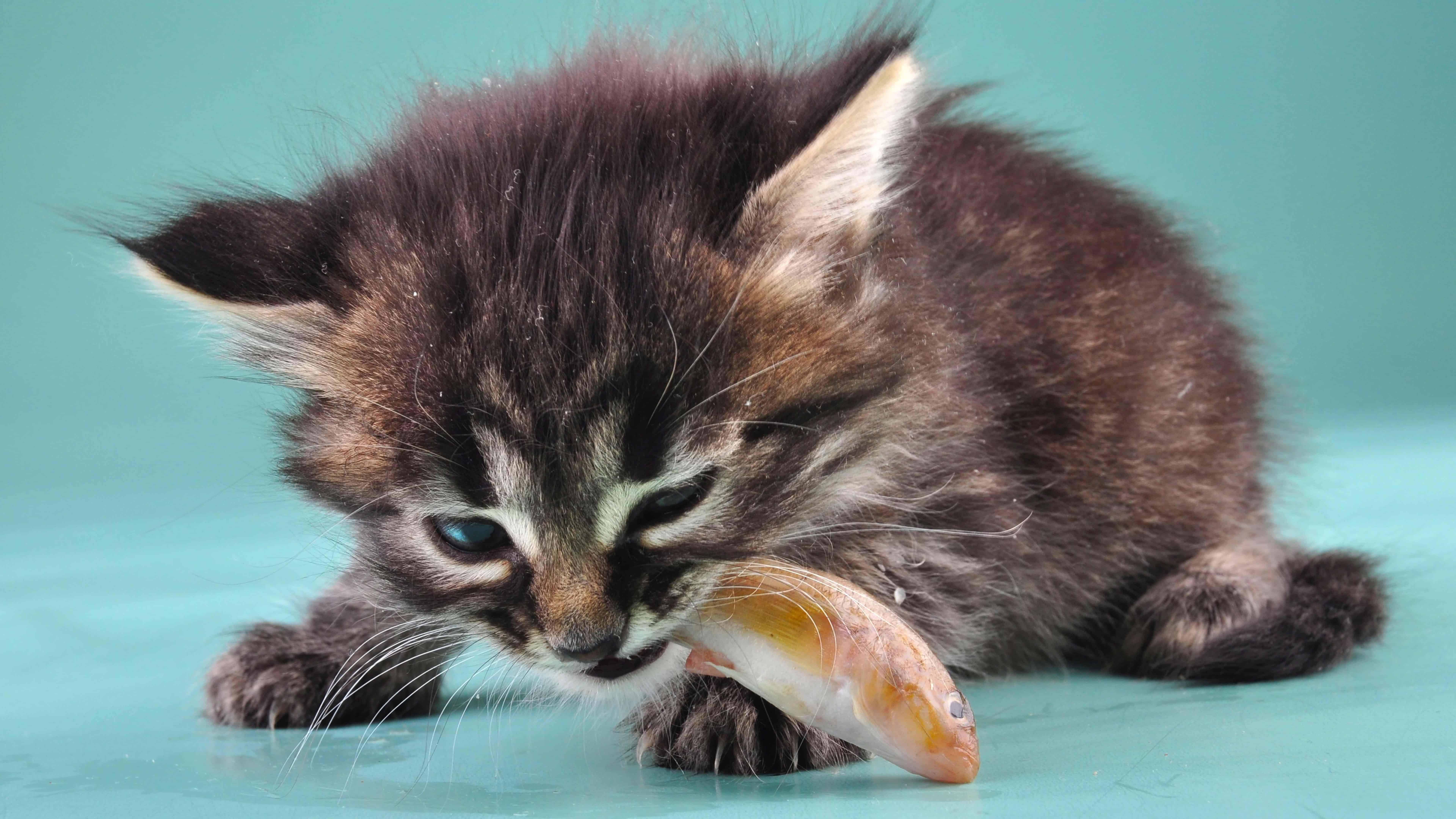 kitten eating a fish uhd 8k wallpaper