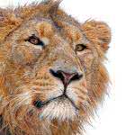 lion face white background uhd 4k wallpaper