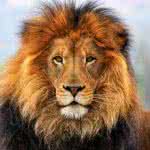 male lion big cat sanctuary uhd 4k wallpaper