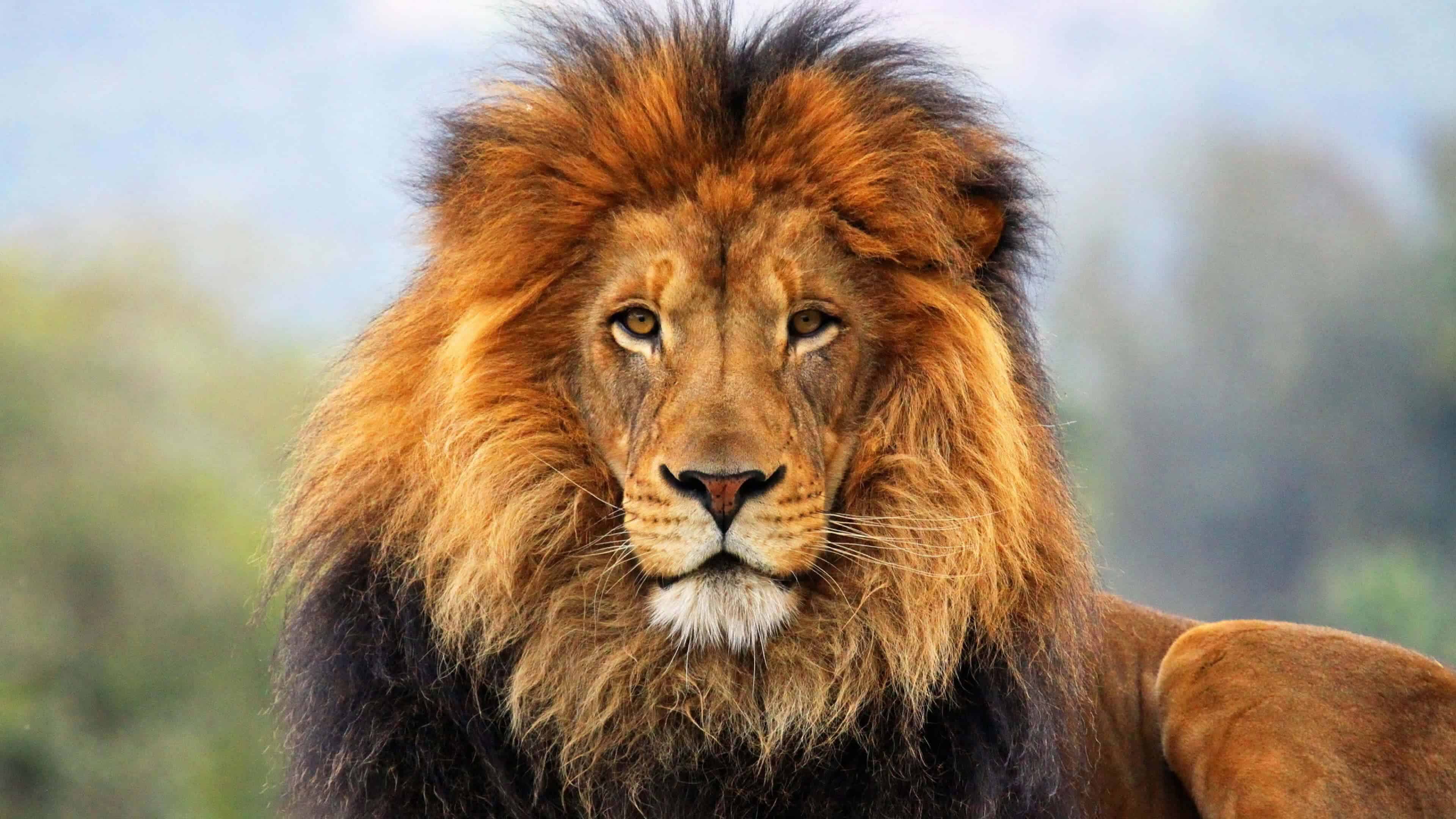 Male Lion - Big Cat Sanctuary UHD 4K Wallpaper | Pixelz