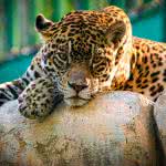 resting leopard uhd 4k wallpaper