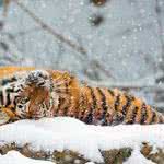 tiger rolling in the snow uhd 4k wallpaper