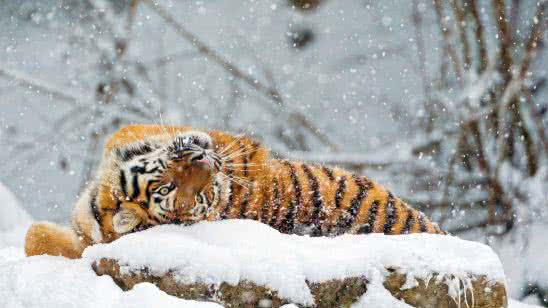 tiger rolling in the snow uhd 4k wallpaper