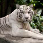 white tiger uhd 4k wallpaper