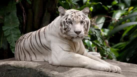 white tiger uhd 4k wallpaper