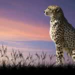 wild cheetah sitting wqhd 1440p wallpaper