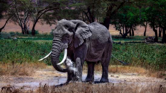 elephant in serengeti national park tanzania uhd 4k wallpaper