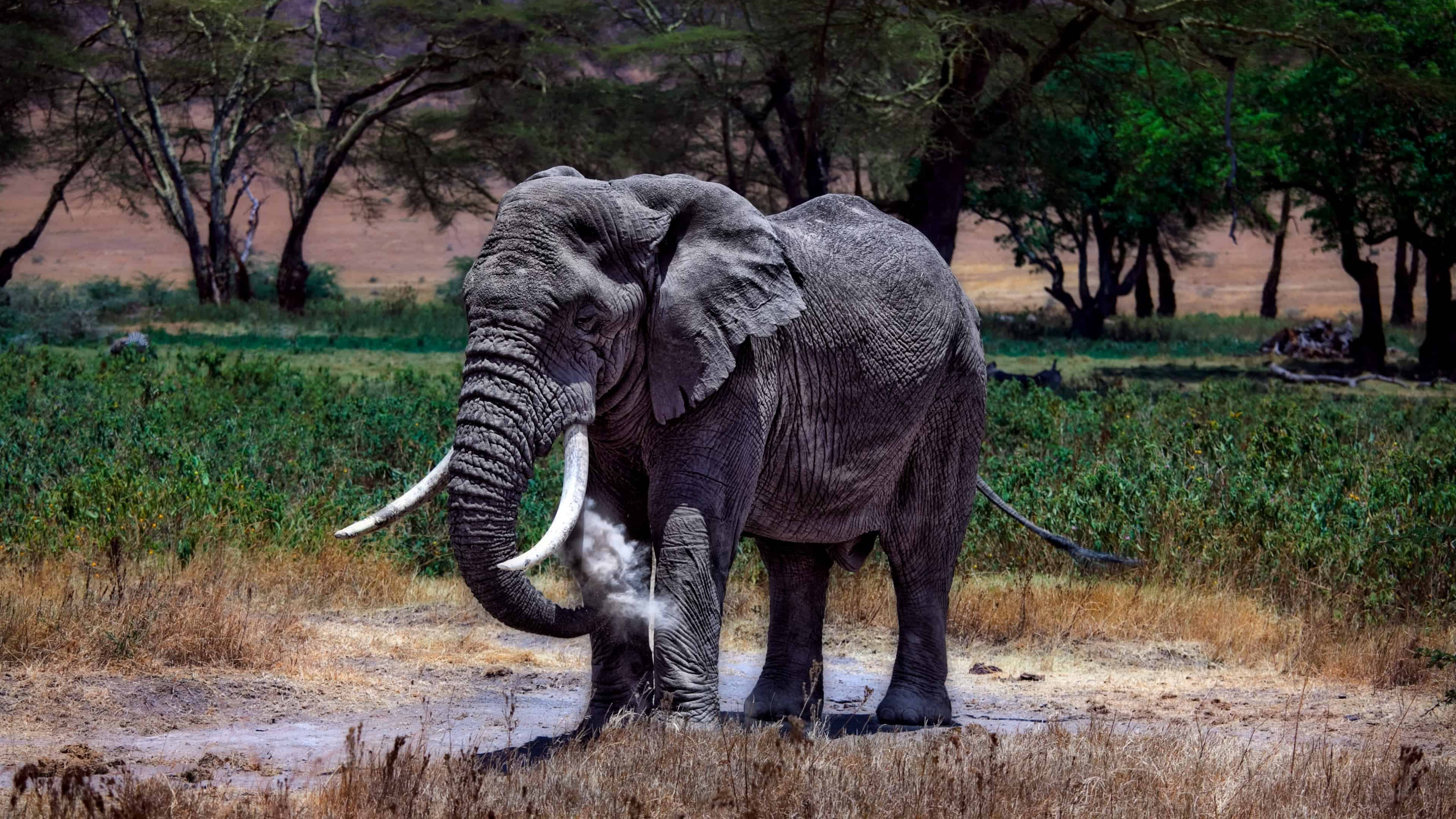 Elephant In Serengeti National Park Tanzania UHD 4K Wallpaper | Pixelz