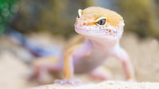 gecko lizard uhd 4k wallpaper