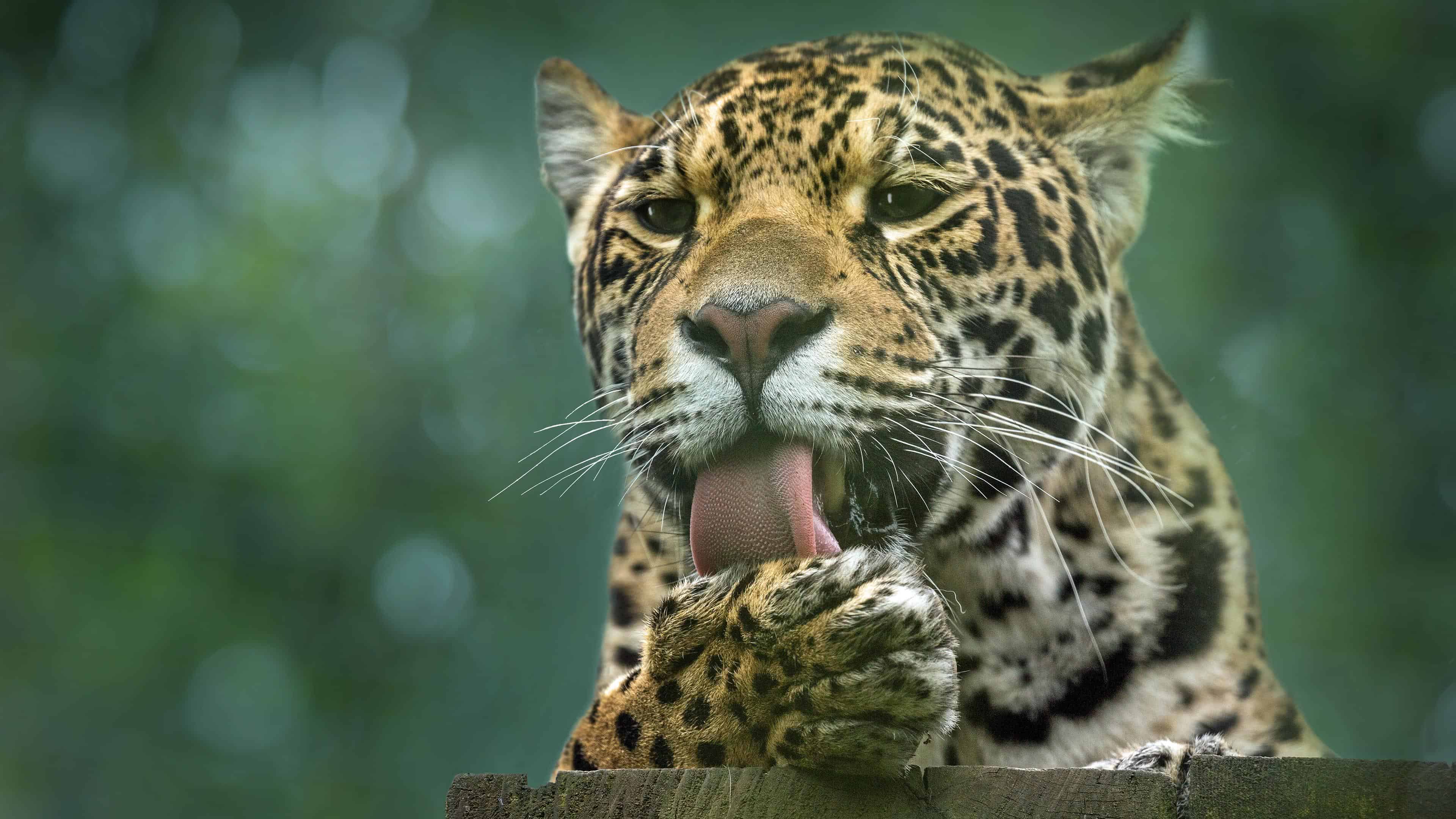 leopard cat uhd 4k wallpaper