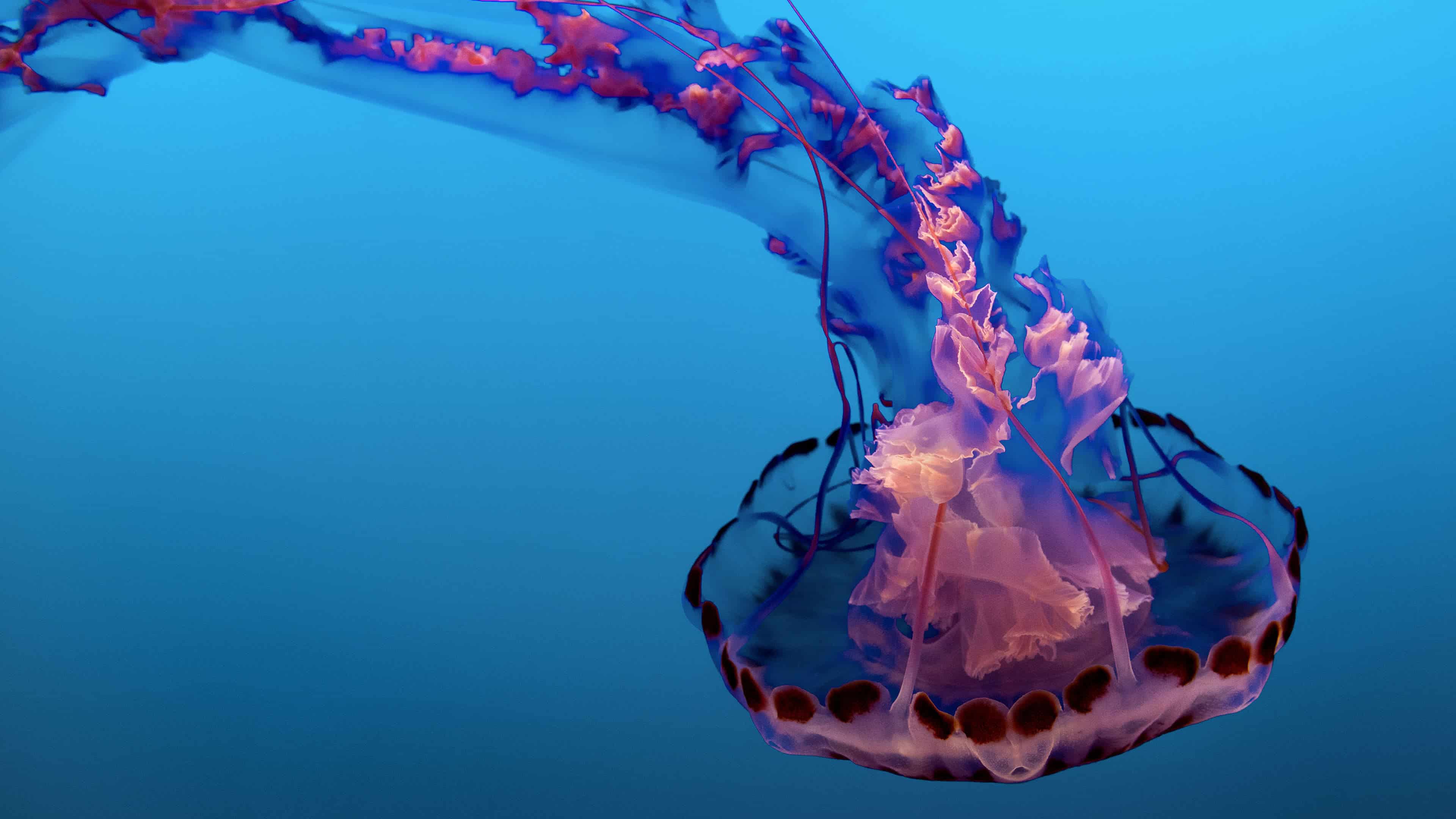  Pink  Jellyfish UHD 4K  Wallpaper  Pixelz