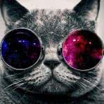 cat with sunglasses dual monitor wallpaper