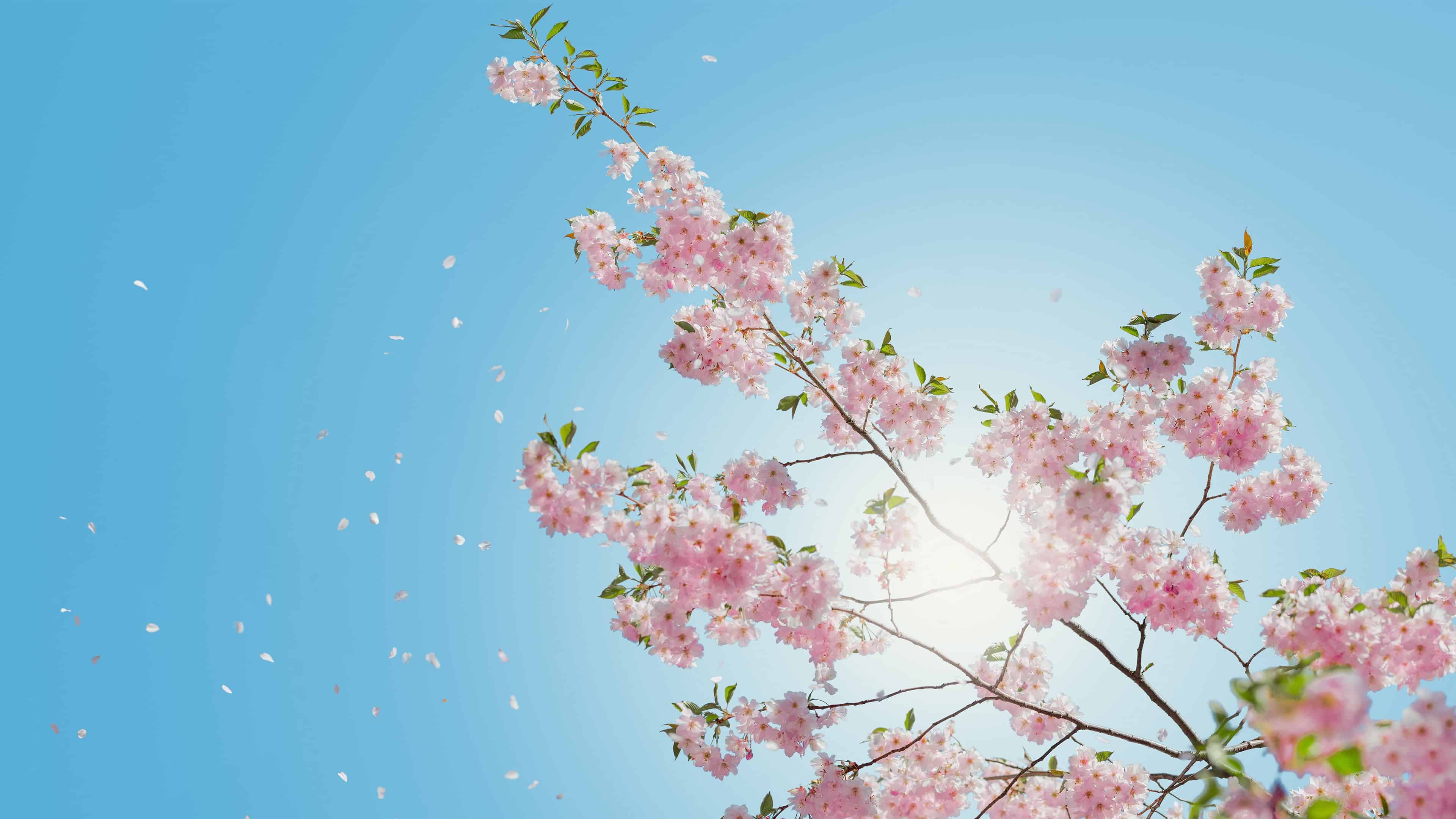 Cherry Blossoms UHD 4K Wallpaper - Pixelz.cc