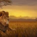 lion african savannah uhd 4k wallpaper