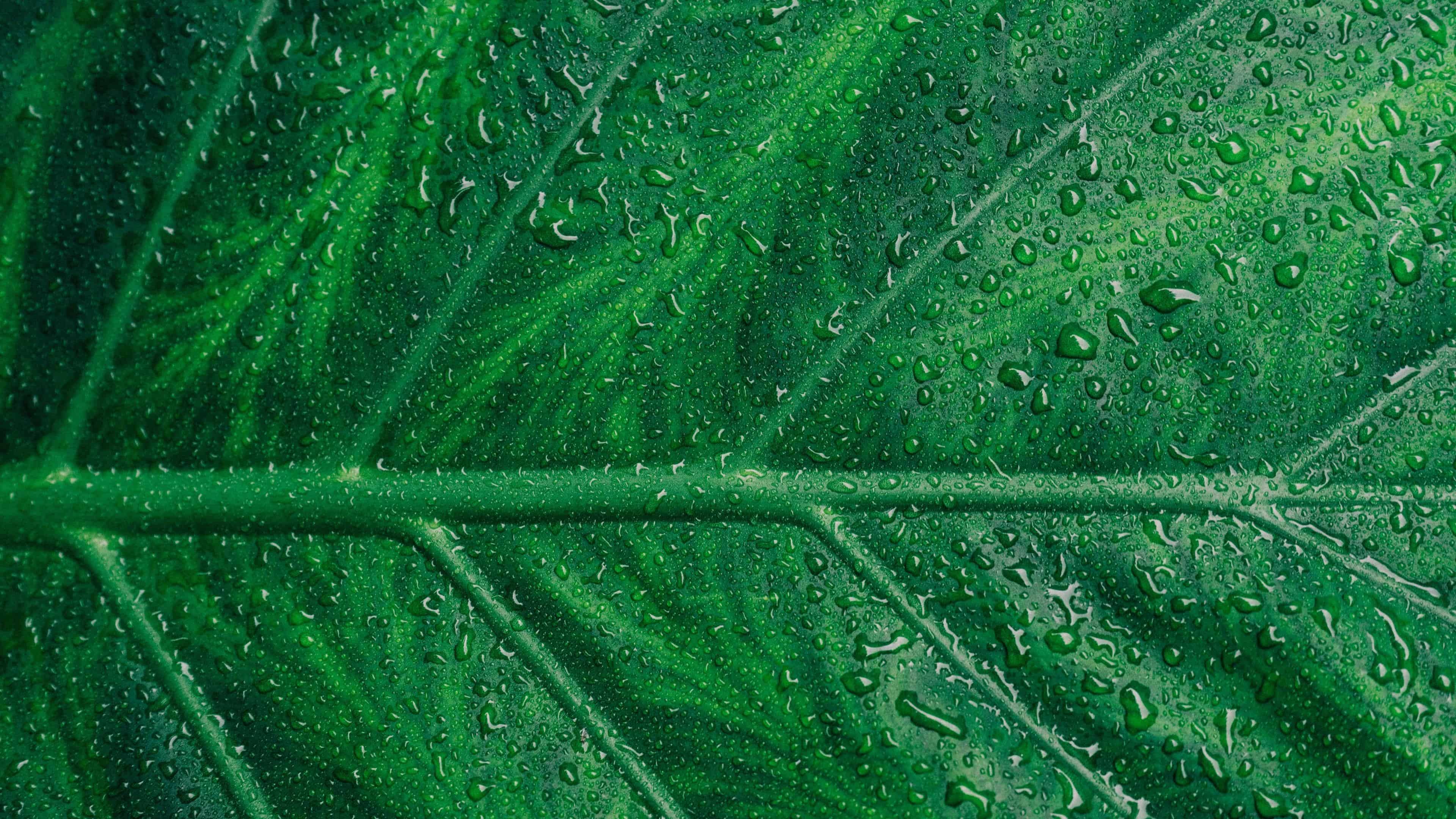 water droplets on leaf uhd 4k wallpaper