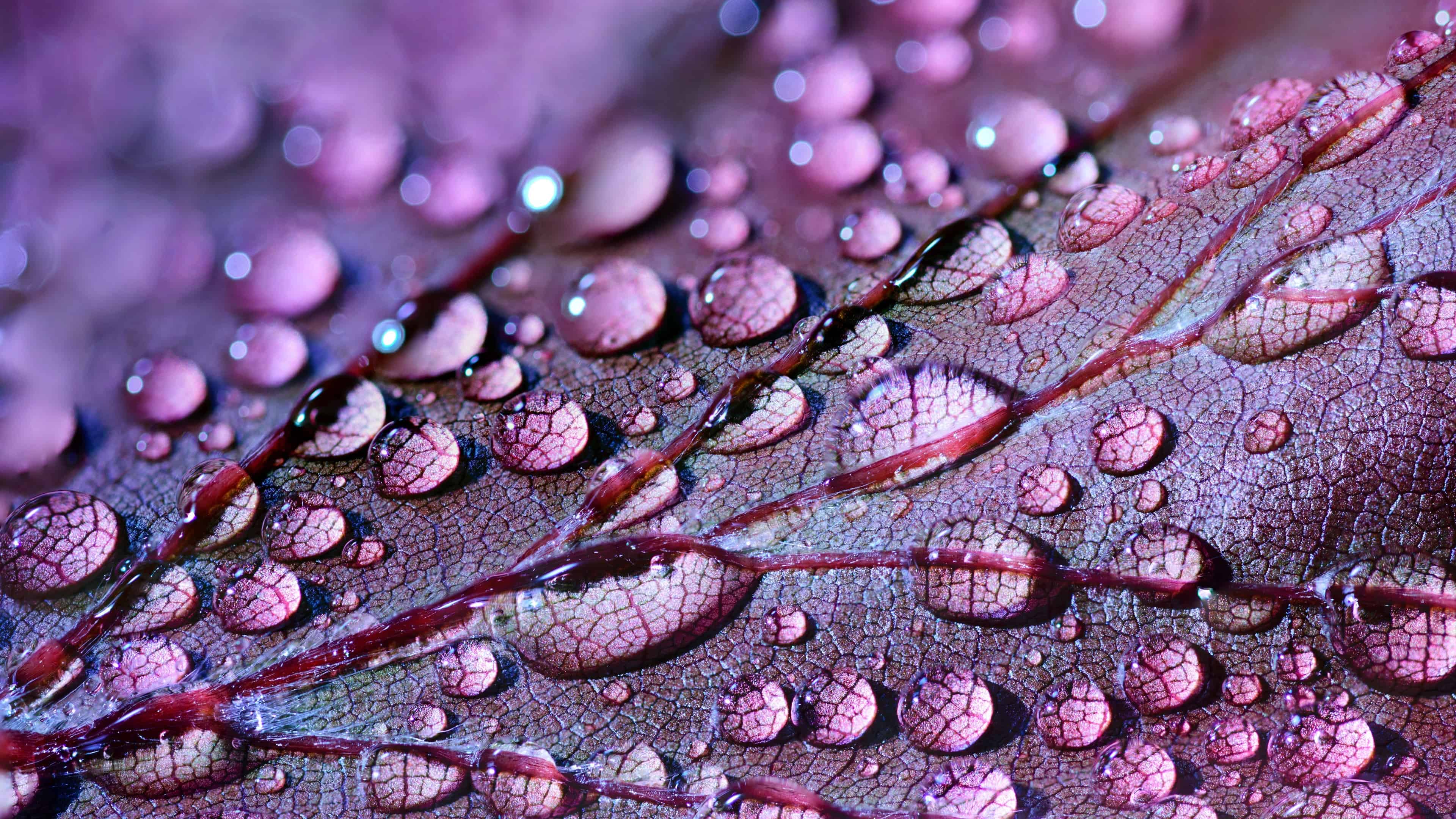 water drops on leaf uhd 4k wallpaper