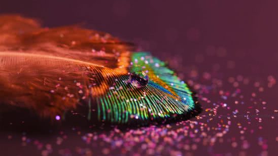 colorful feather uhd 4k wallpaper