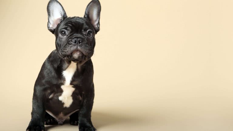 Wallpaper French bulldog, Breed, the beauty of it. for mobile and desktop,  section собаки, resolution 1920x1080 - download