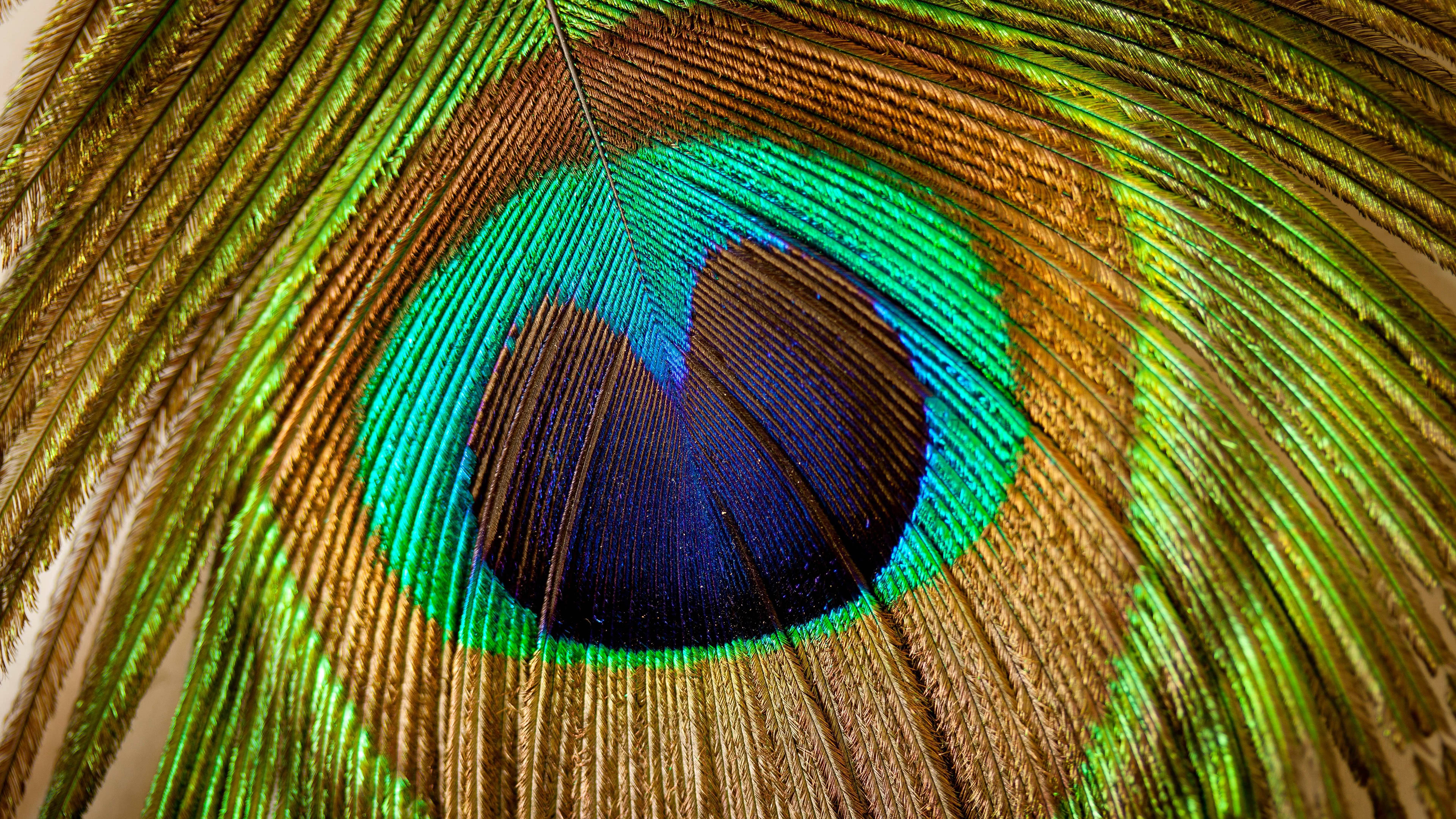 Peacock Feather UHD 4K Wallpaper | Pixelz