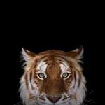 tiger portrait wqhd 1440p wallpaper