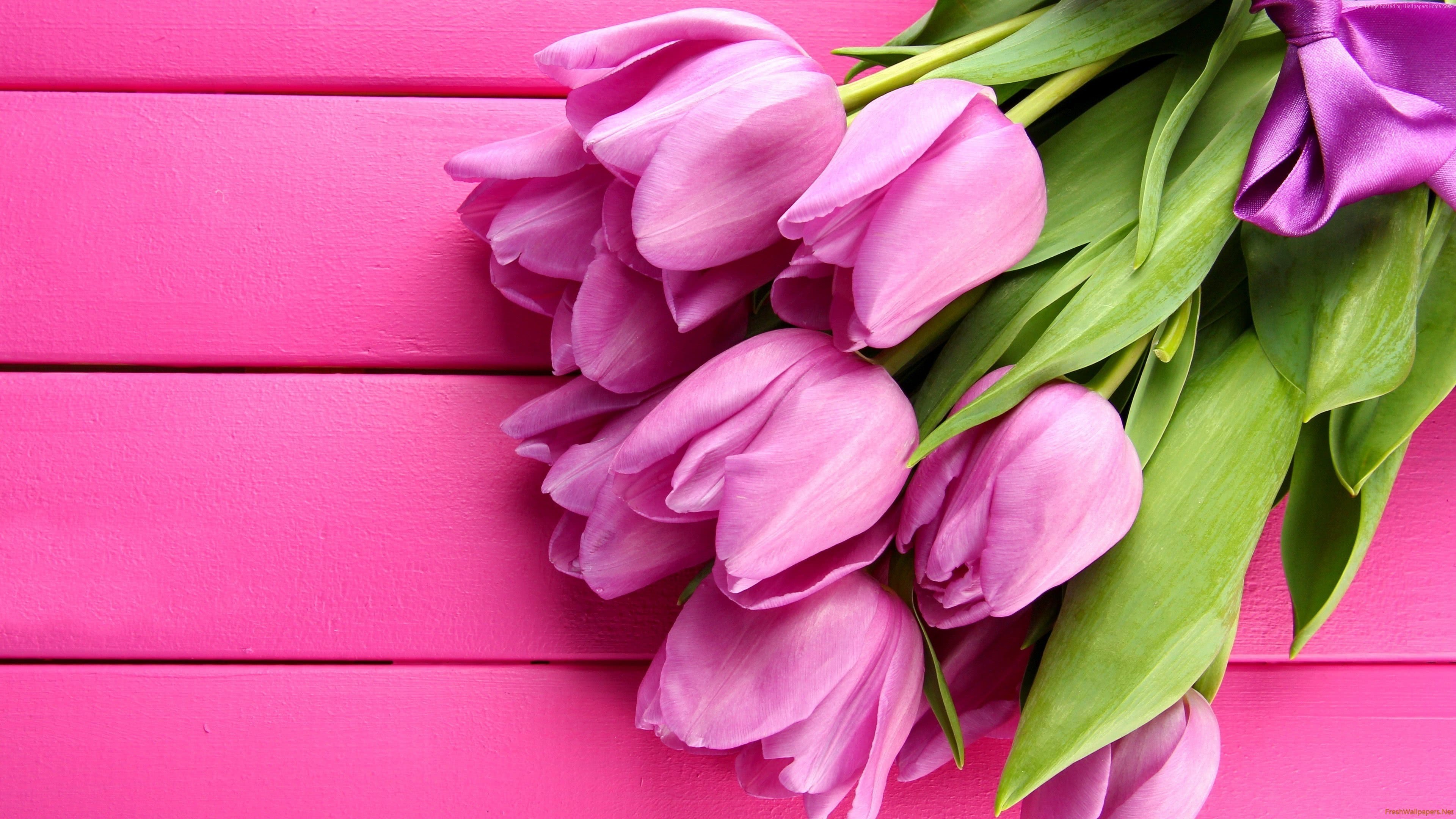 tulips pink uhd 4k wallpaper