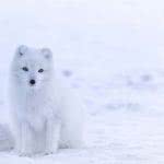 arctic fox iceland uhd 4k wallpaper