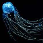 box jellyfish uhd 4k wallpaper