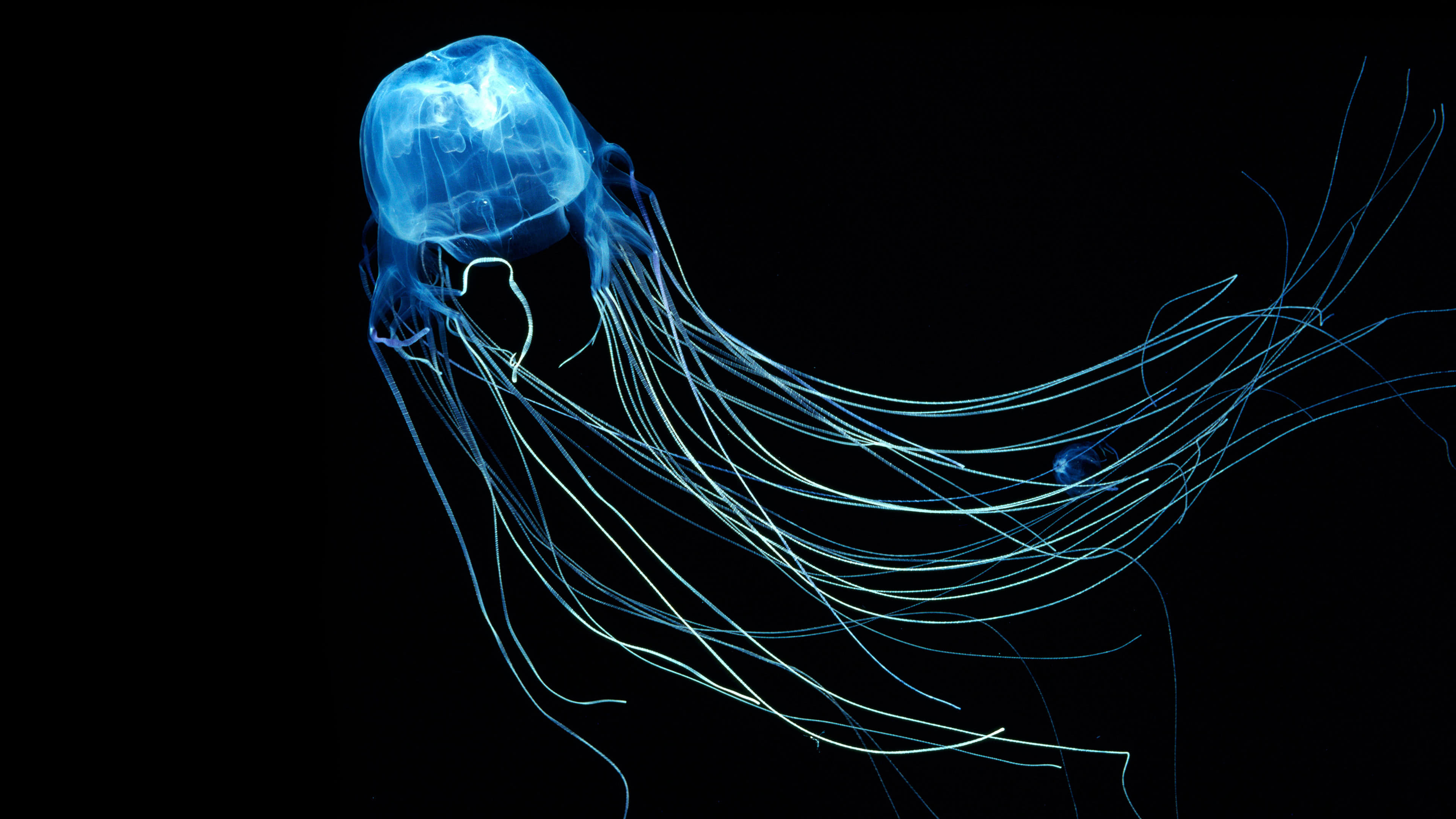 Jellyfish 4k ultra hd 1610 wallpapers hd desktop backgrounds 3840x2400  images and pictures