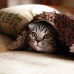 cat under blanket uhd 4k wallpaper