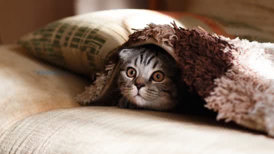cat under blanket uhd 4k wallpaper