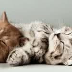 kittens sleeping uhd 4k wallpaper