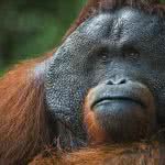 orangutan uhd 4k wallpaper