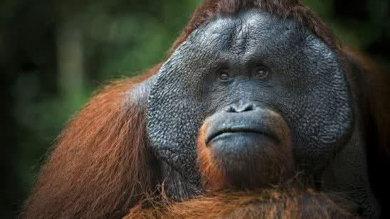 orangutan uhd 4k wallpaper