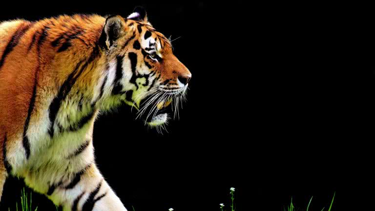 47 Bengal Tiger Wallpaper Desktop  WallpaperSafari
