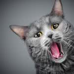 gray cat meowing uhd 4k wallpaper