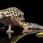 leopard gecko uhd 4k wallpaper