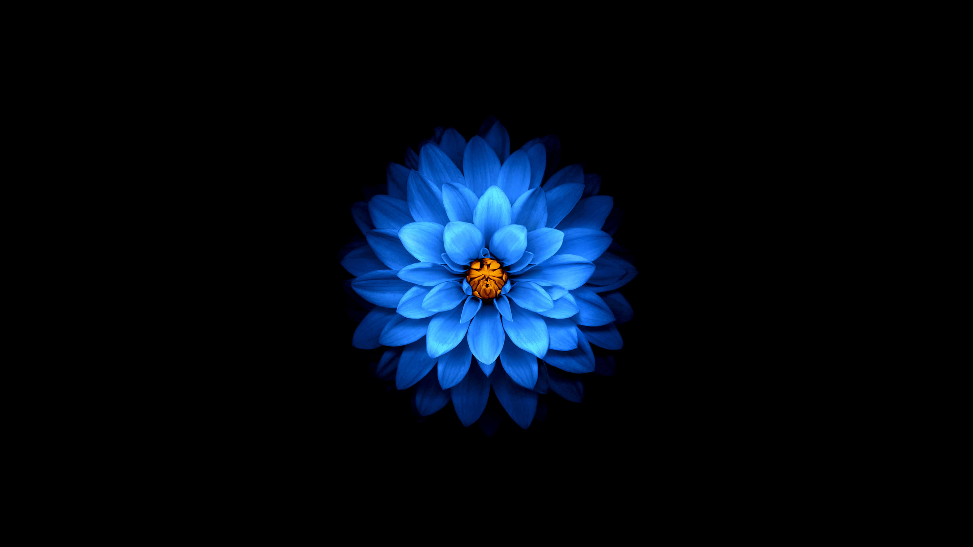 Lotus Blue UHD 4K Wallpaper | Pixelz