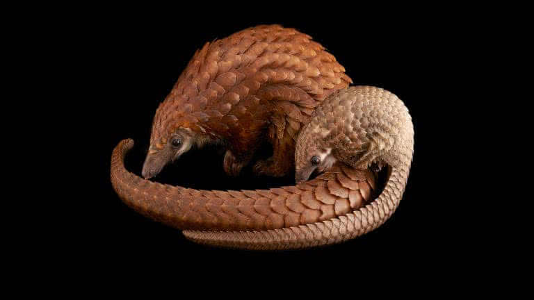 Indian Pangolin Backgrounds Images | Free Photos, PNG Stickers, Wallpapers  & Backgrounds - rawpixel