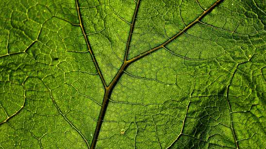 plant veins leaf macro uhd 4k wallpaper